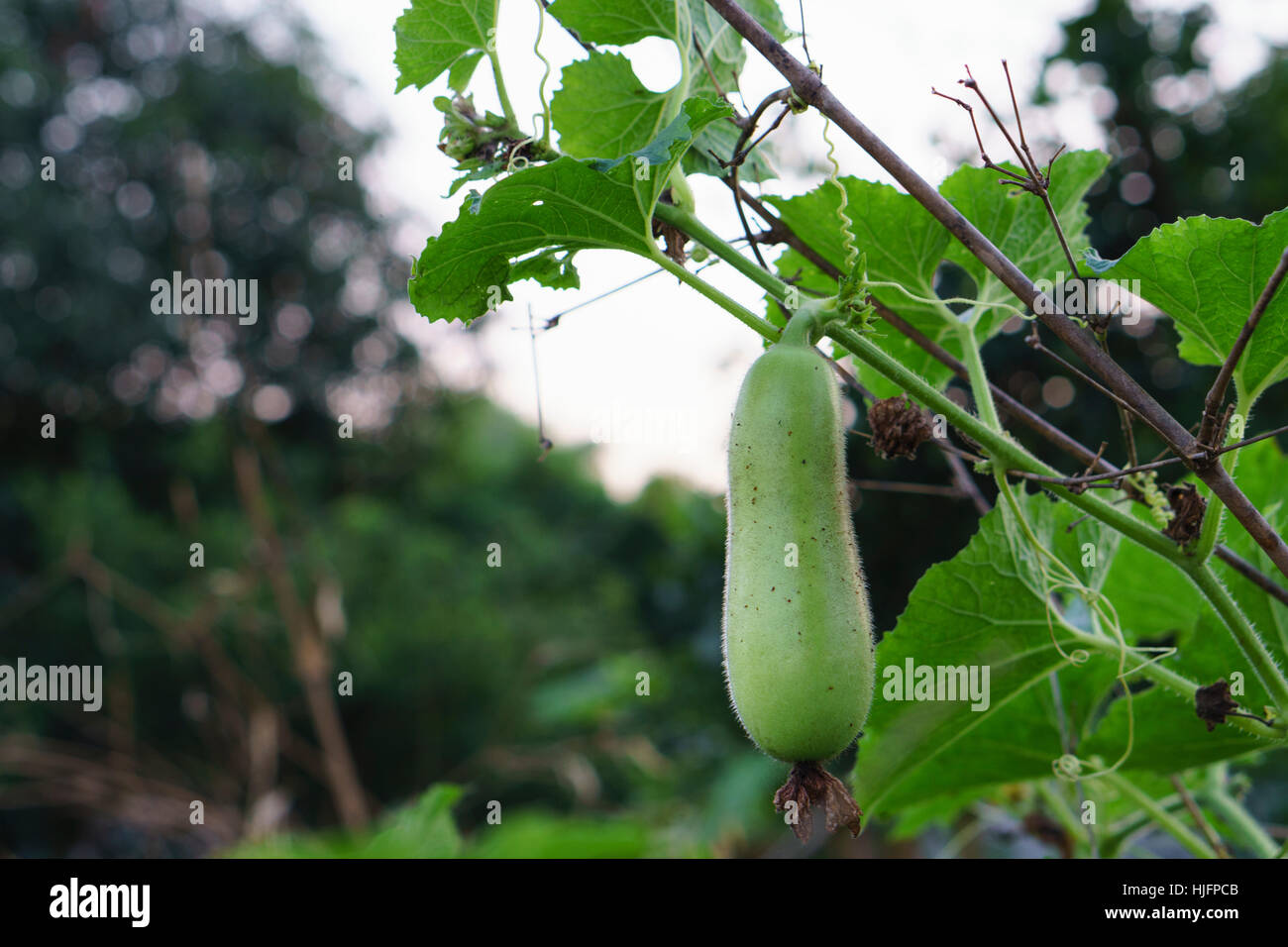 Hanging winter melon in the garden Stock Photo Alamy