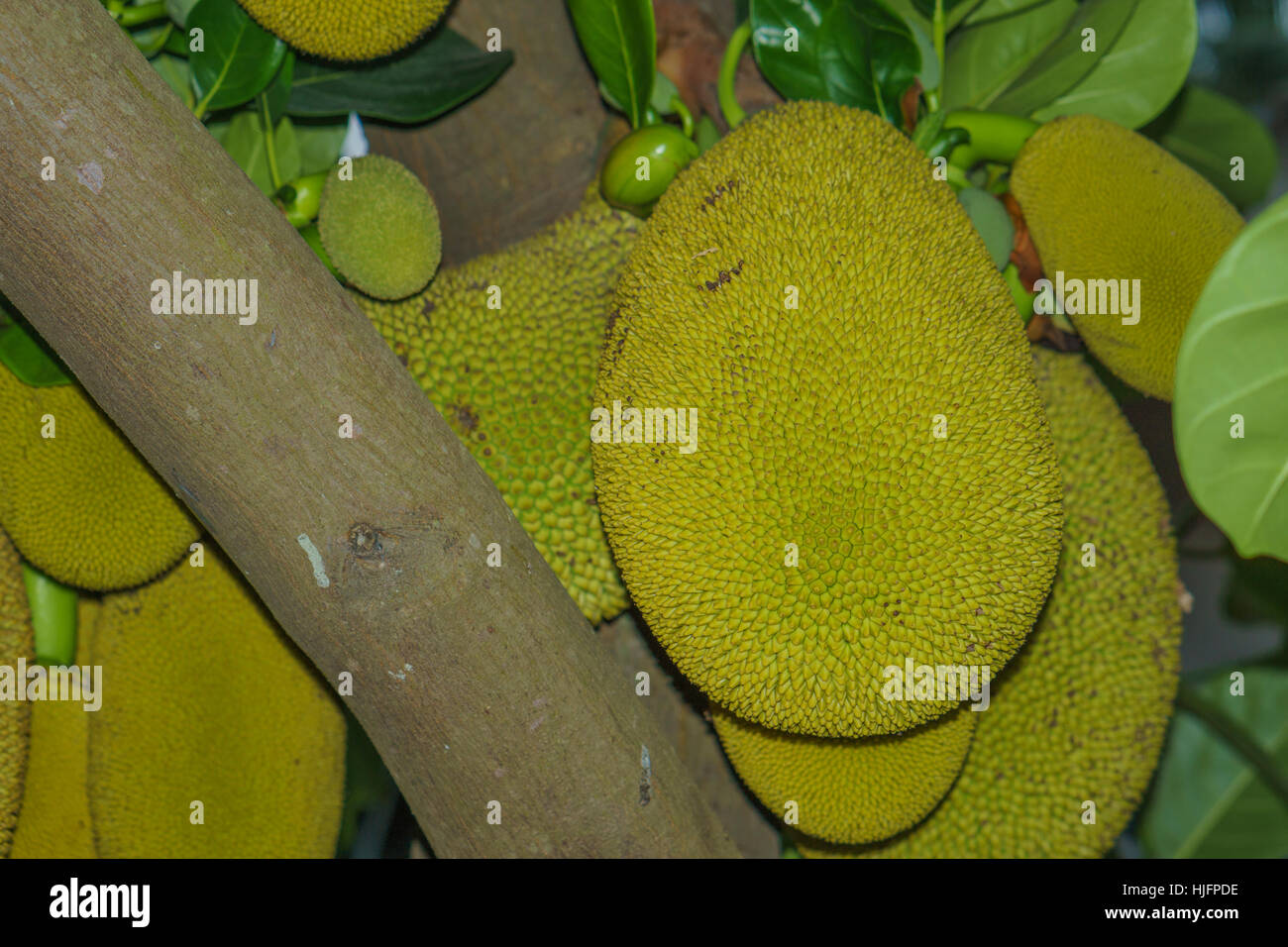 Jackfruit growing on a tree in Thailand Stock Photo Alamy