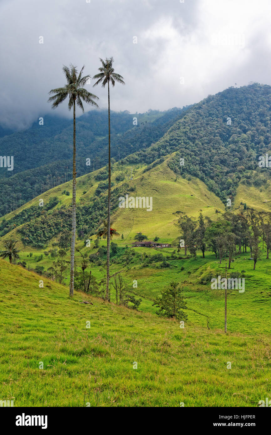 palm tree, latin america, south america, colombia, scenery, countryside