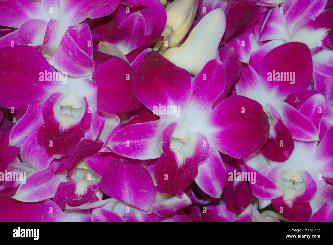 Purple Orchidaceae, Orchid flower backgrounds,textures Stock Photo
