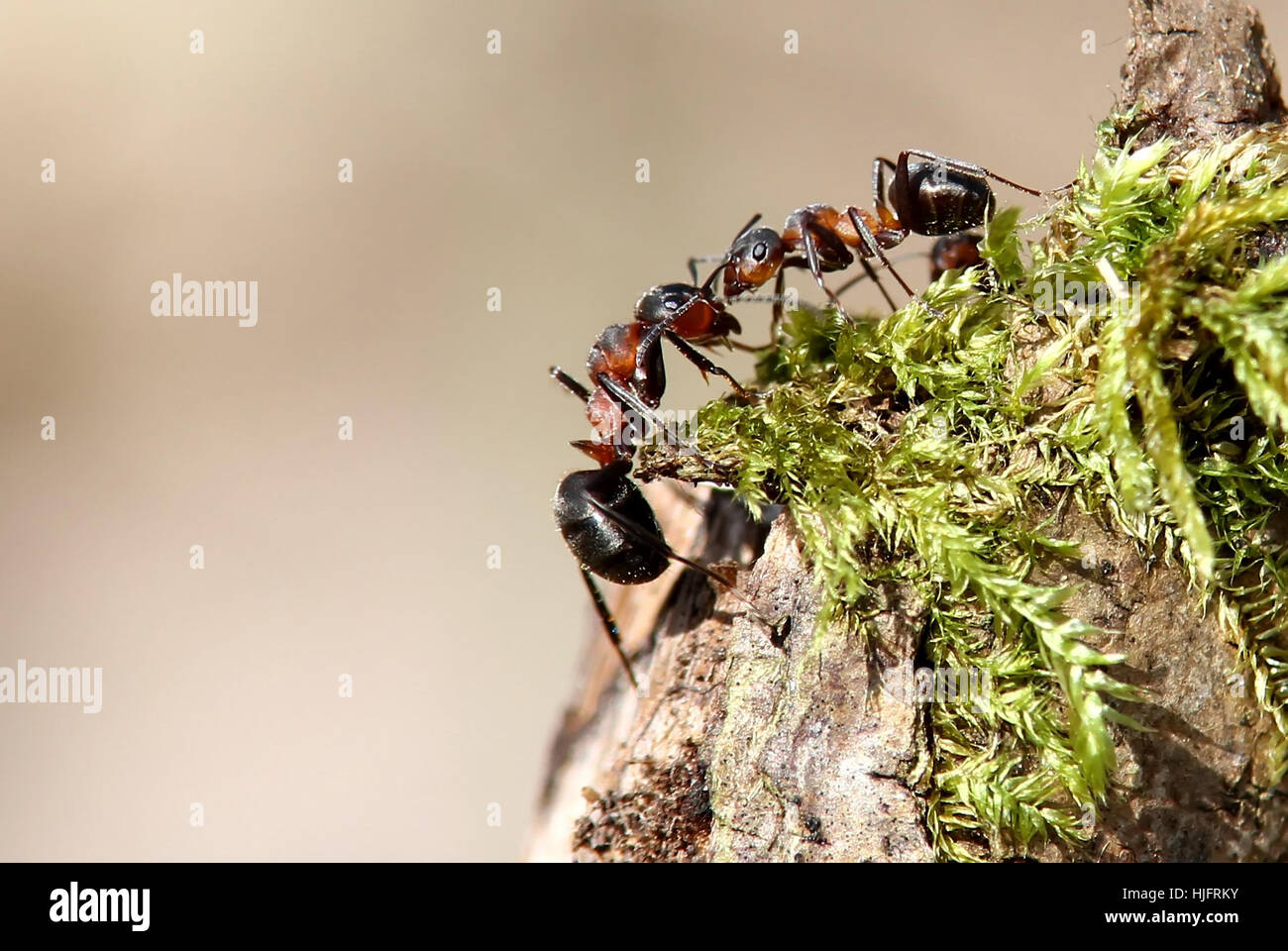 Formicate Formica wood ants hi-res stock photography and images - Alamy