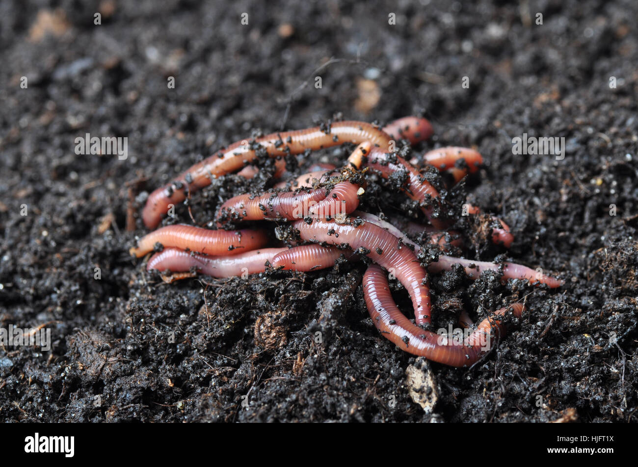group of earthworms Stock Photo
