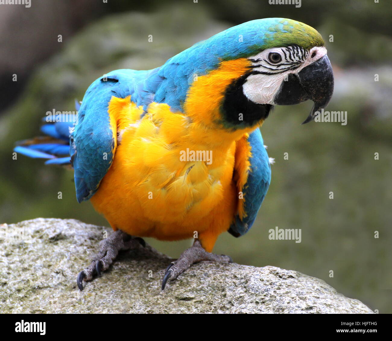 blue, bird, birds, south america, parrot, yellow, blue, bird, coloured  Stock Photo - Alamy