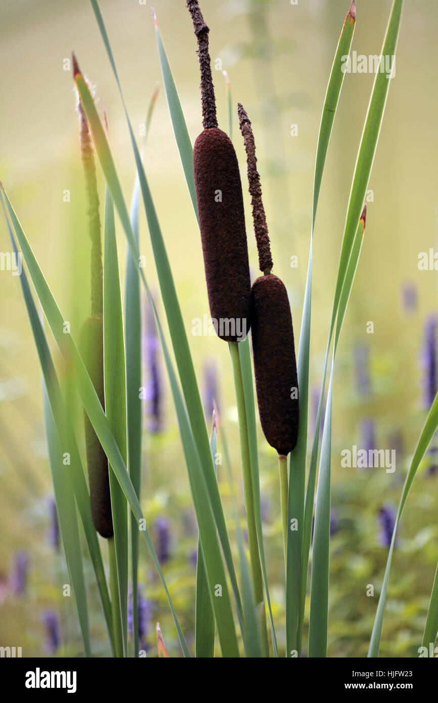 bamboo, lavender, reed, relaxation, grasses, oasis, exotic, bamboo