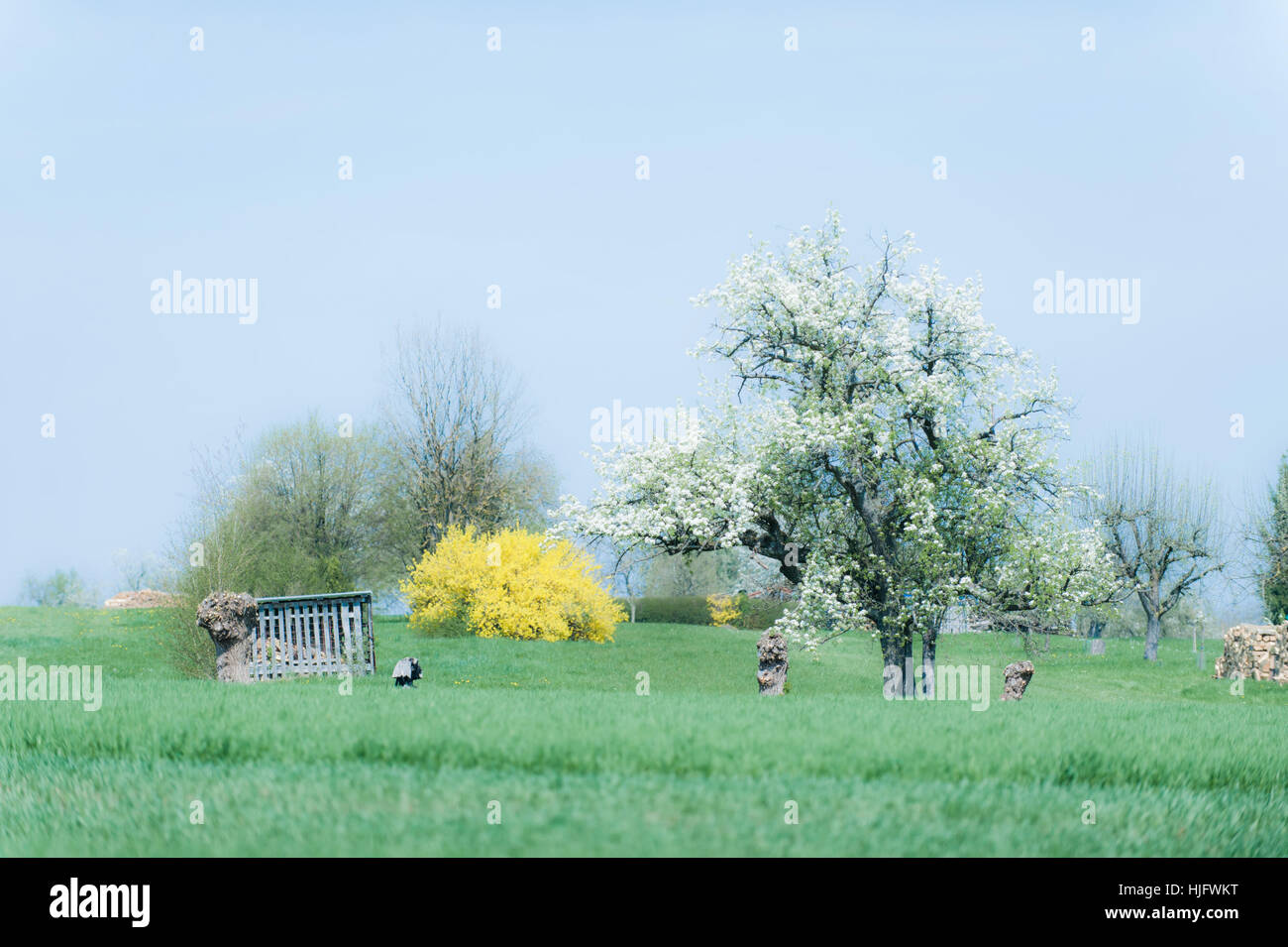 green, spring, snag, meadow, yellow, blue, green, spring, snag, meadow, yellow, Stock Photo