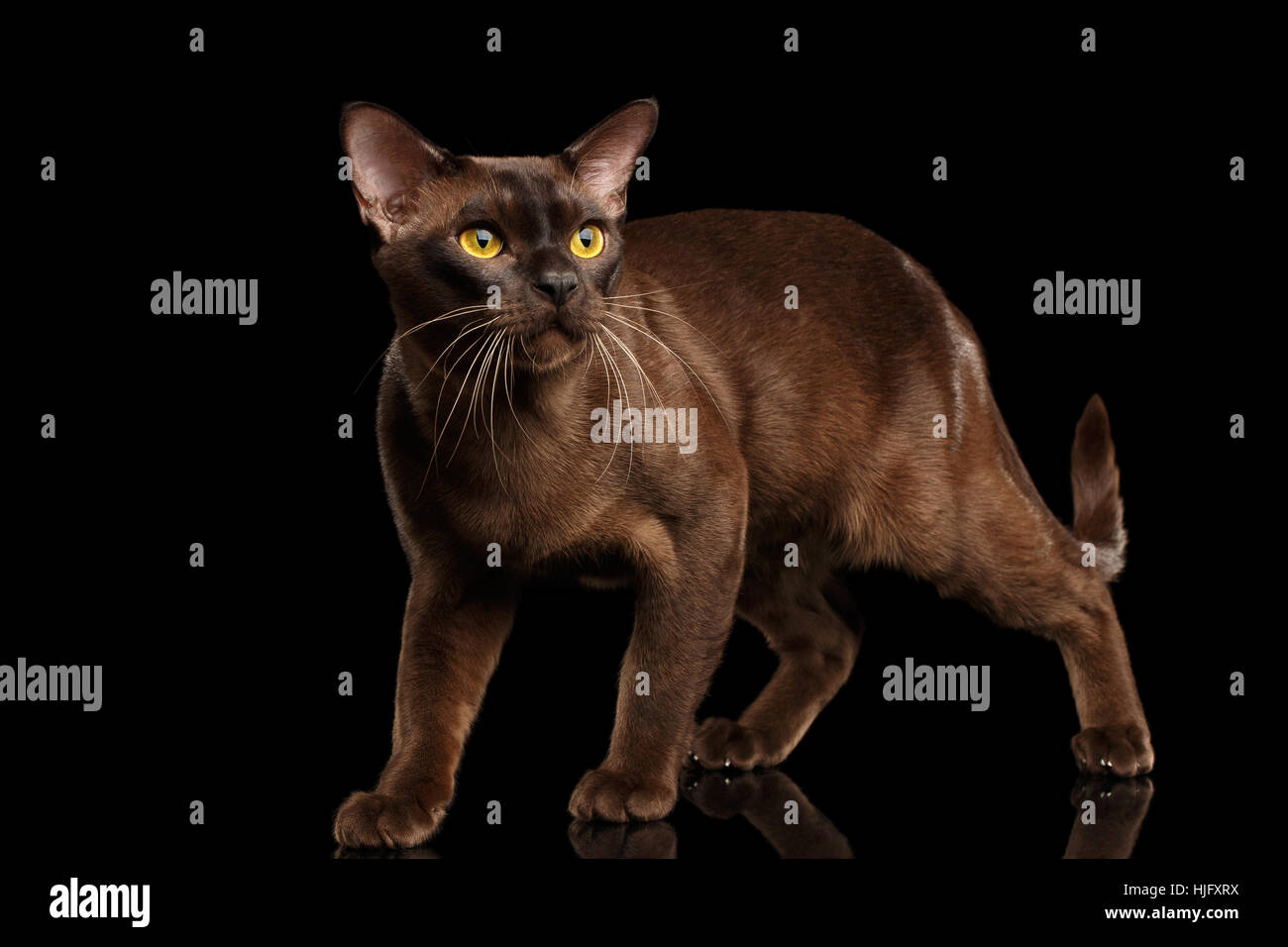Brown Burmese Cat Isolated On Black Background Stock Photo Alamy brown-burmese-cat-isolated-on-black-background-stock-photo-alamy