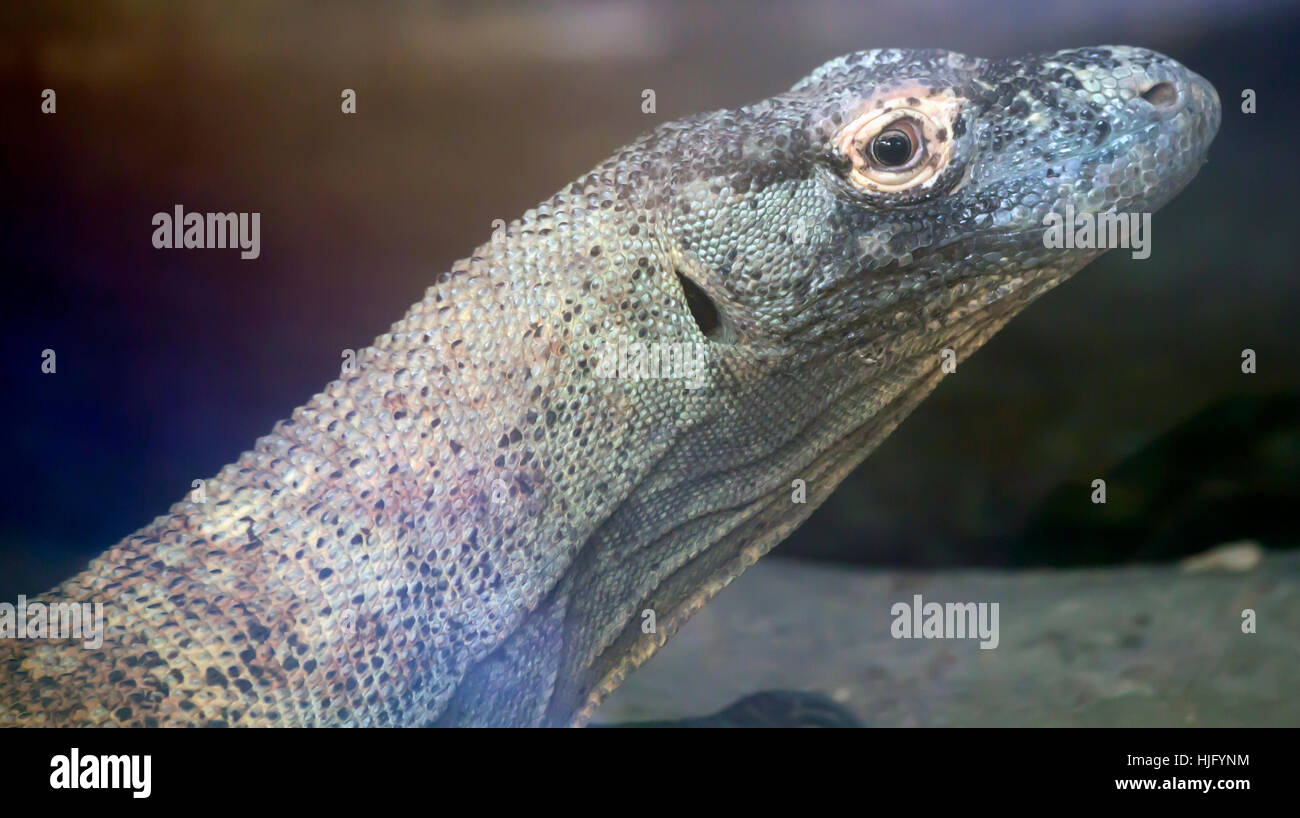 Close up profile of a Komodo dragon's head Stock Photo