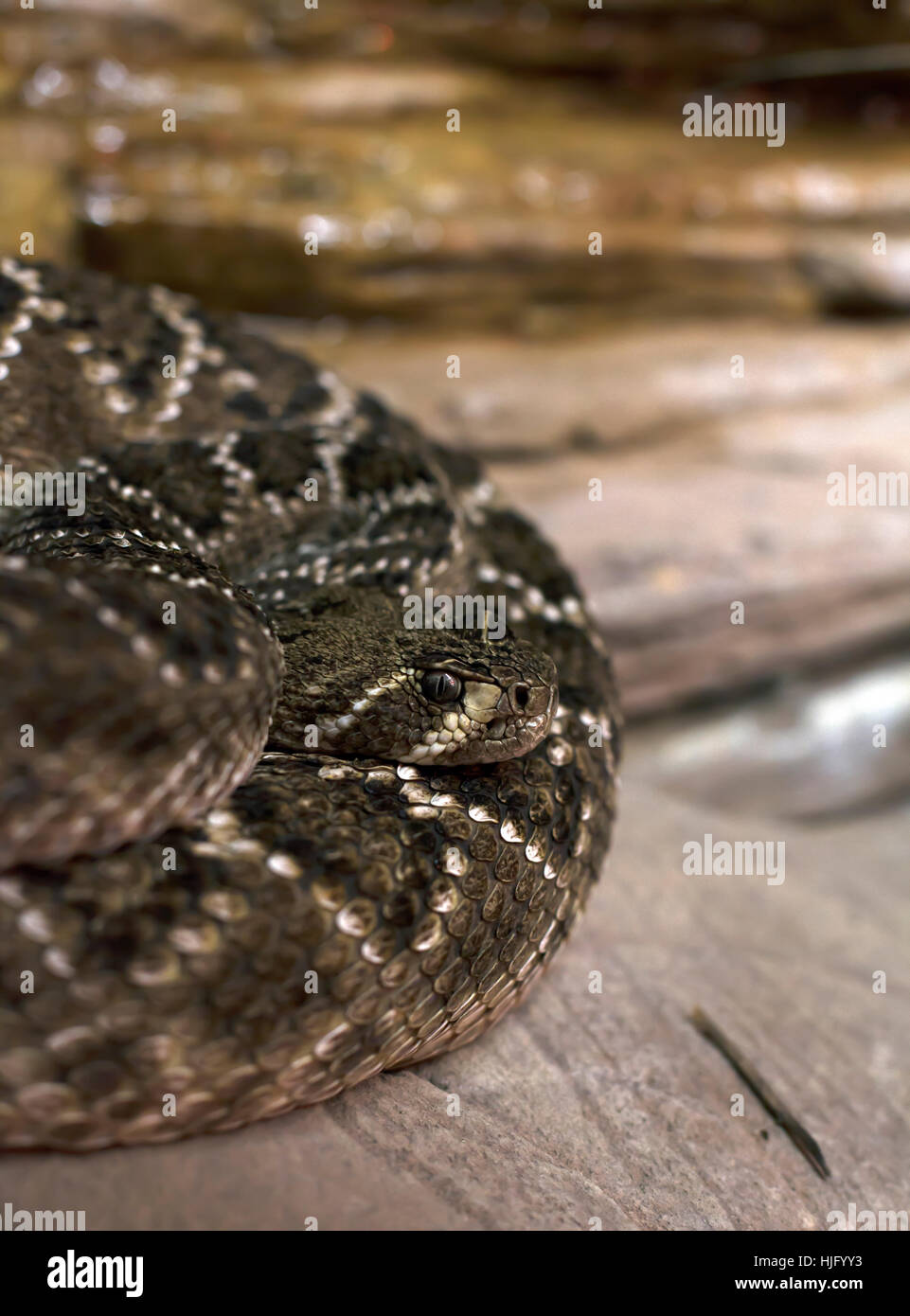 Close up of an Eastern diamondback rattlesnake in a coil Stock Photo