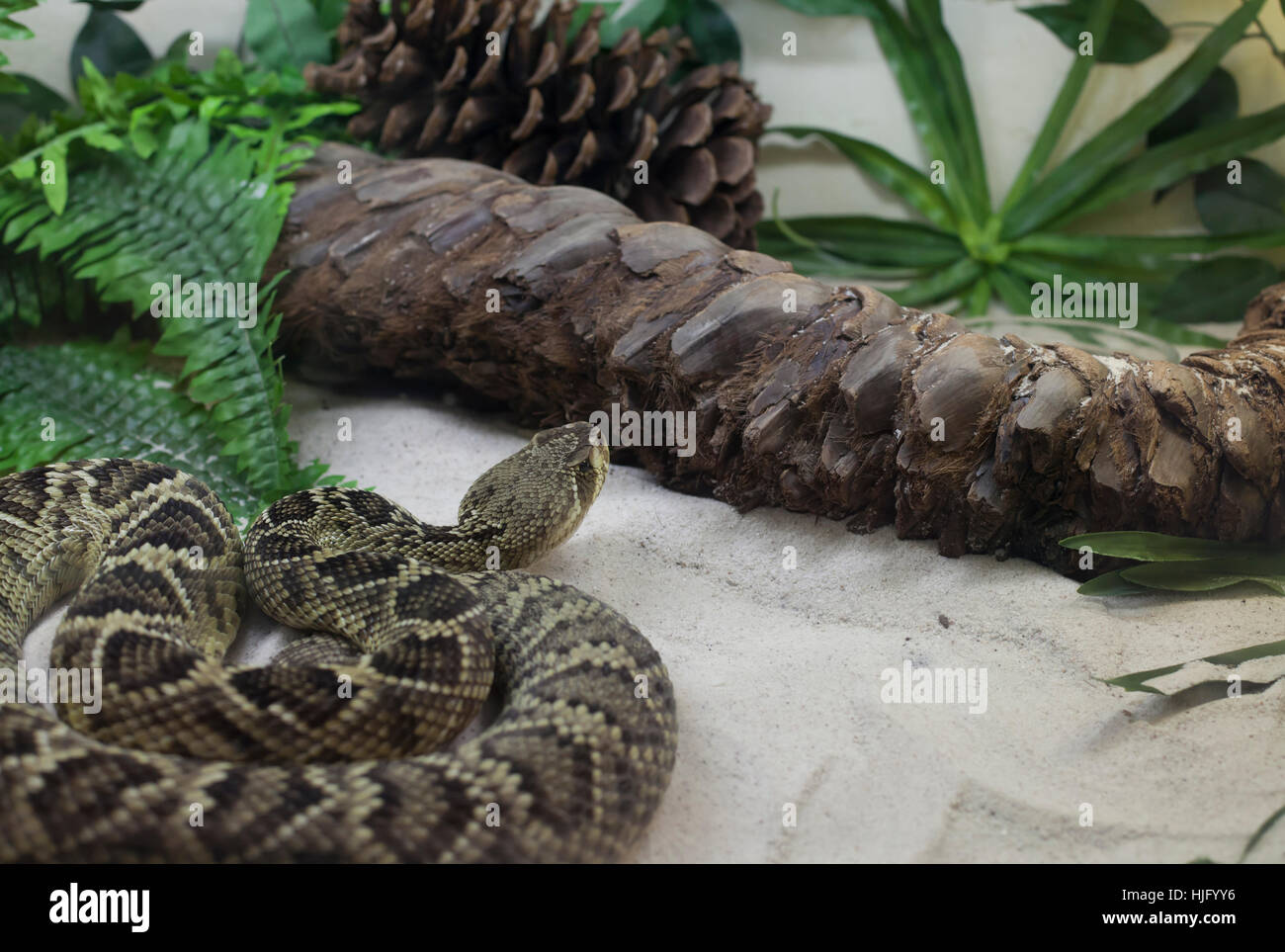 Close up of a small western diamondback rattlesnake Stock Photo