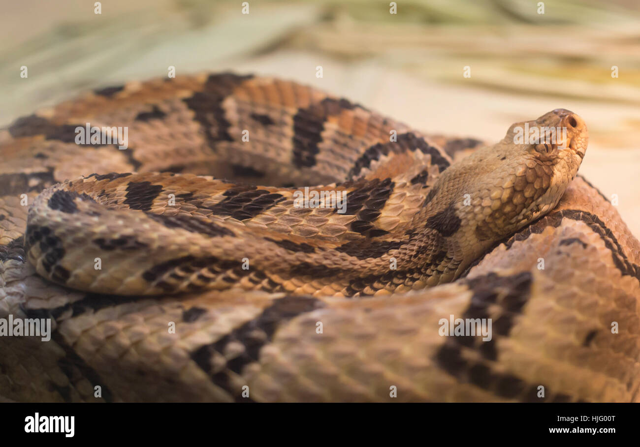 Close up of a canebrake rattlesnake (Crotalus horridus) in a coil Stock Photo