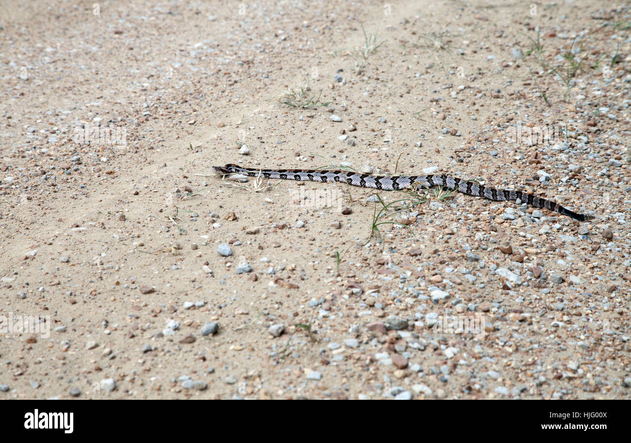 Small canebrake rattlesnake slithering across a dirt road Stock Photo
