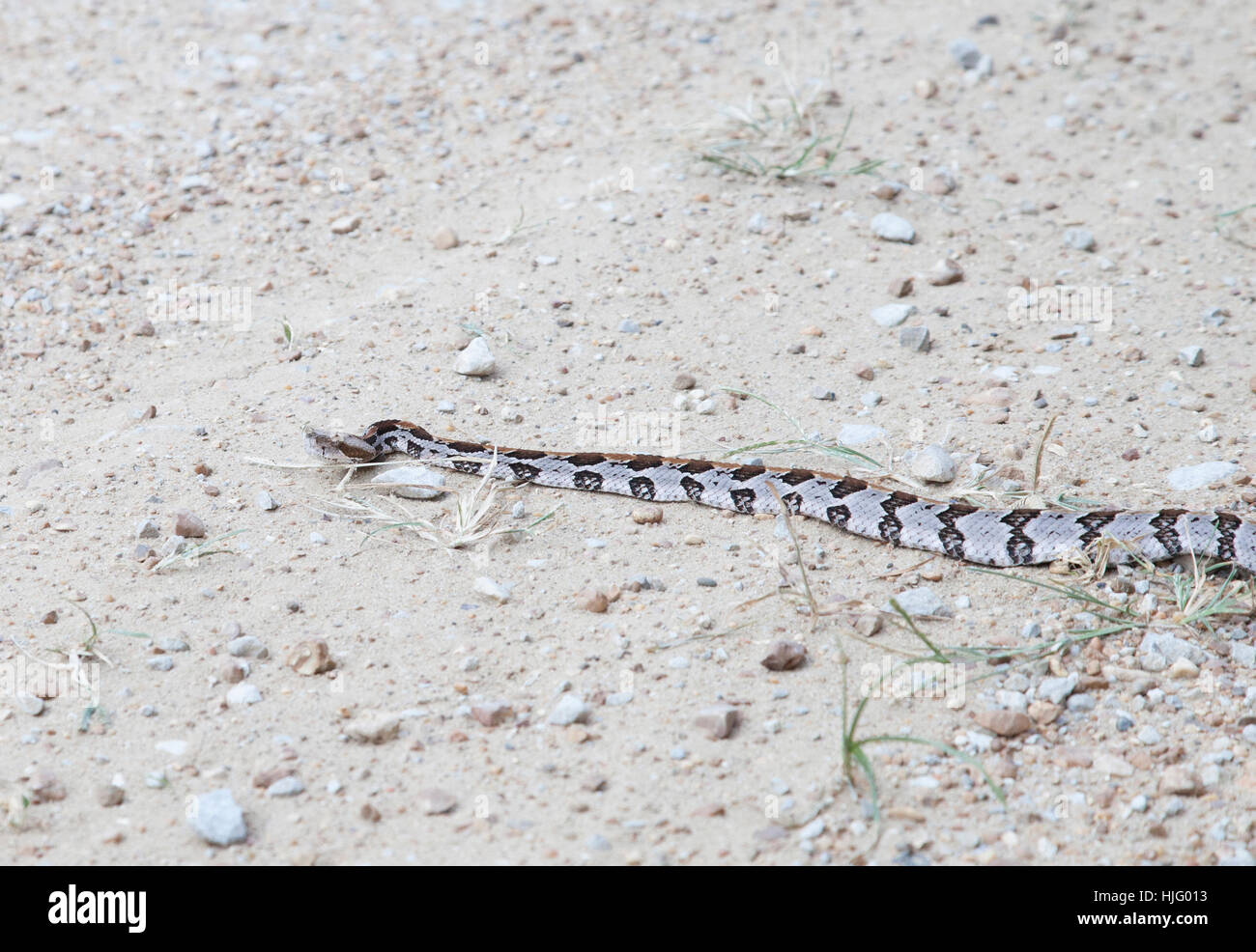 Small canebrake rattlesnake slithering across a dirt road Stock Photo