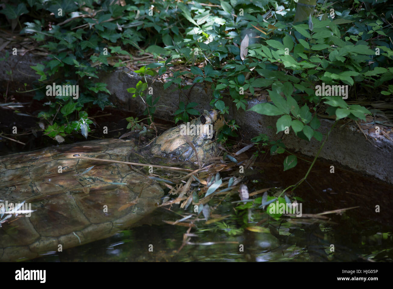 Close up of an alligator snapping turtle lying in ambush Stock Photo