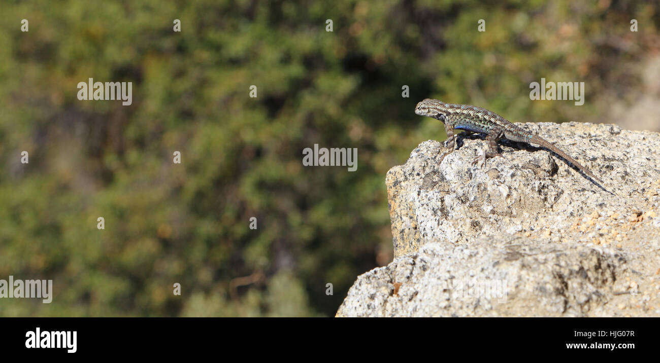 The distinctive blue belly is visible in this male Sagebrush Lizard (Sceloporus graciosus) perched on the edge of a granite outcrop. Stock Photo