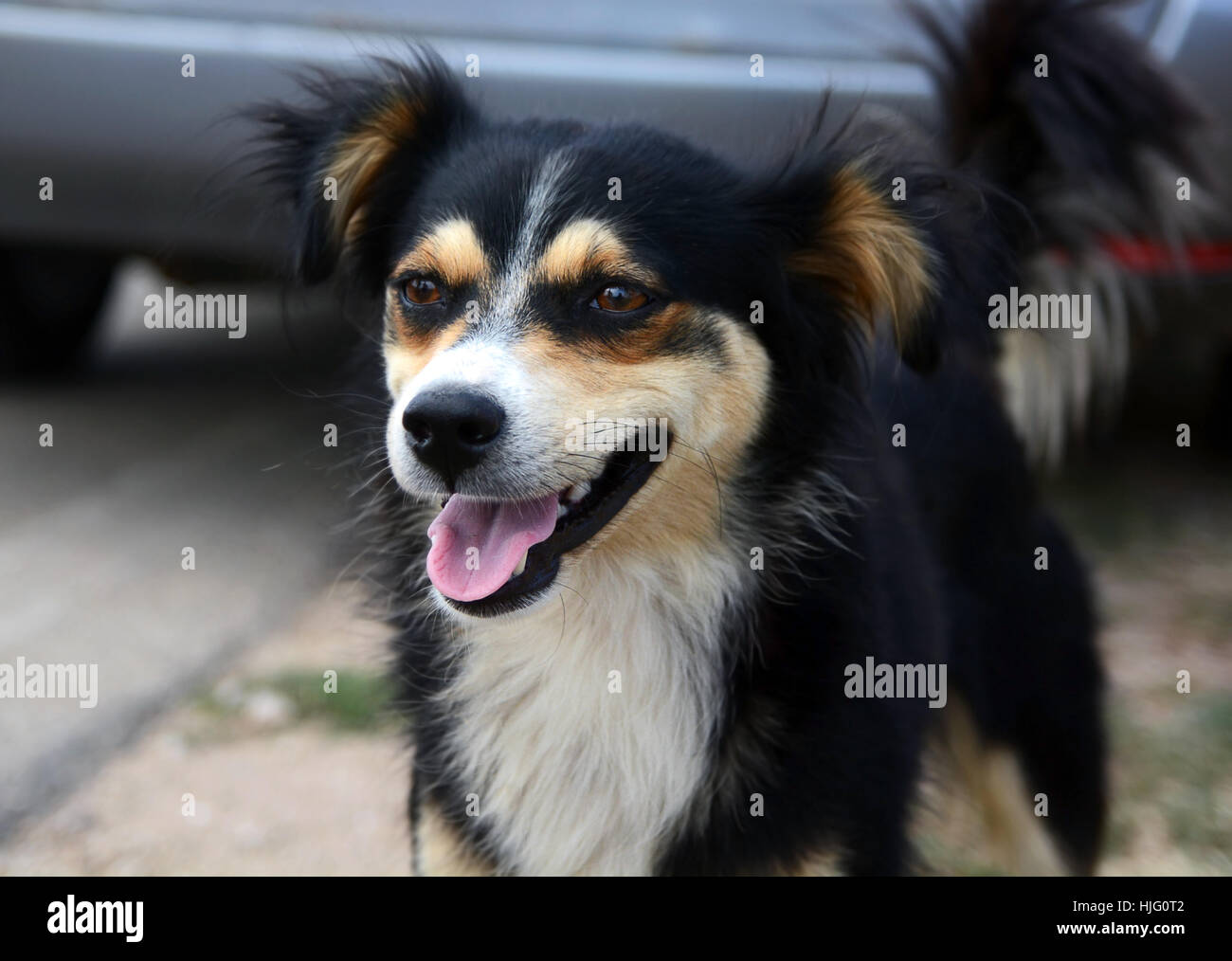 Cute funny dog on the street Stock Photo