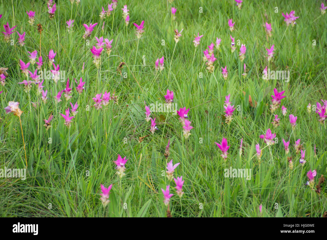 Pink curcuma alismatifolia or siam tulip in the field. Stock Photo