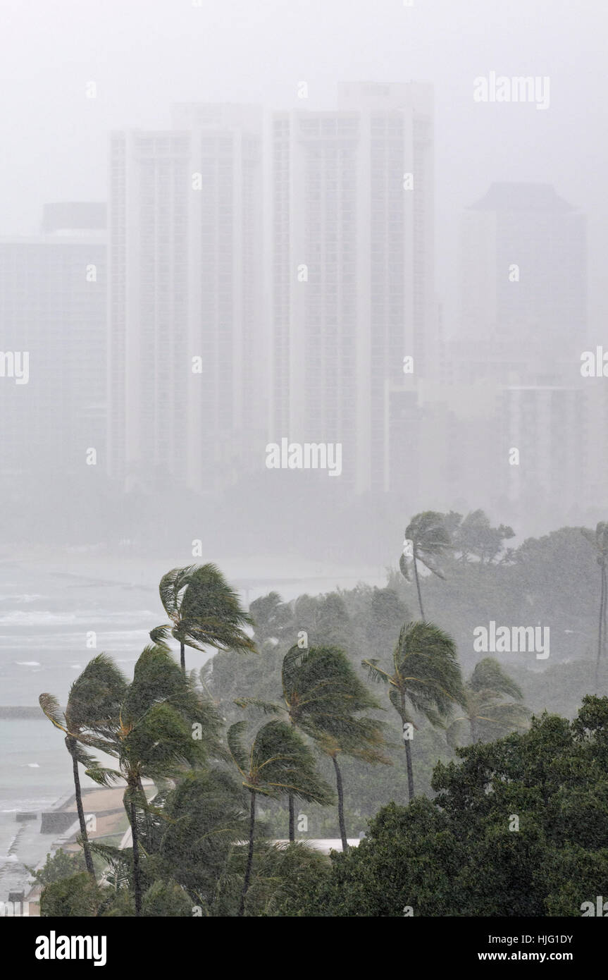 Strong wind blowing palm trees hi-res stock photography and images - Alamy