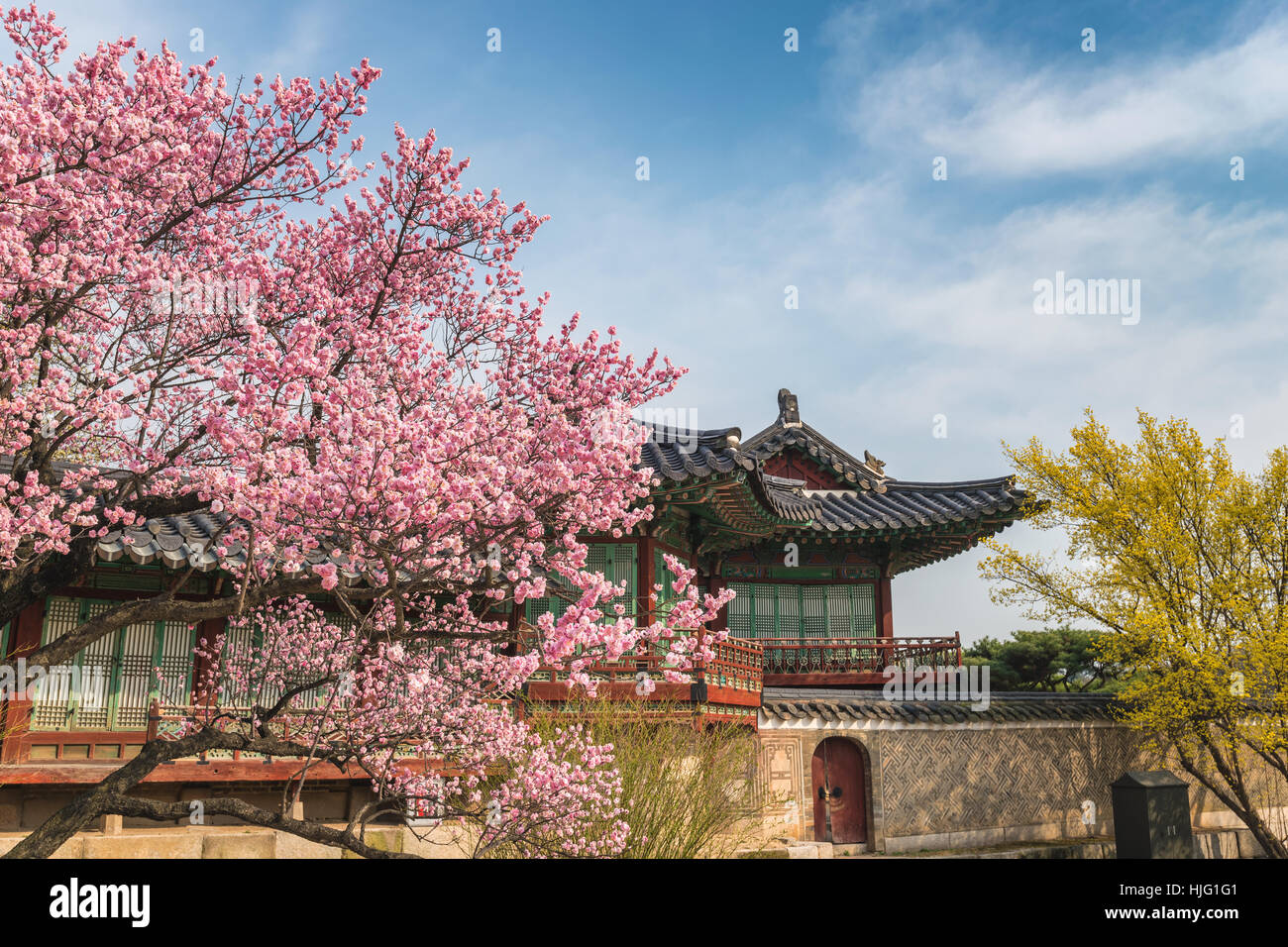 Spring Cherry Blossom at Changdeokgung Palace, Seoul, South Korea Stock Photo