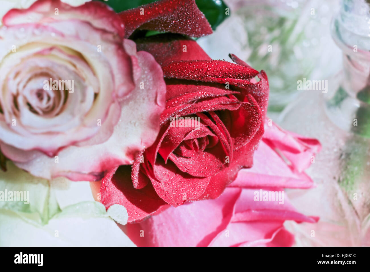 Roses for happy hours and moments in life Stock Photo Alamy