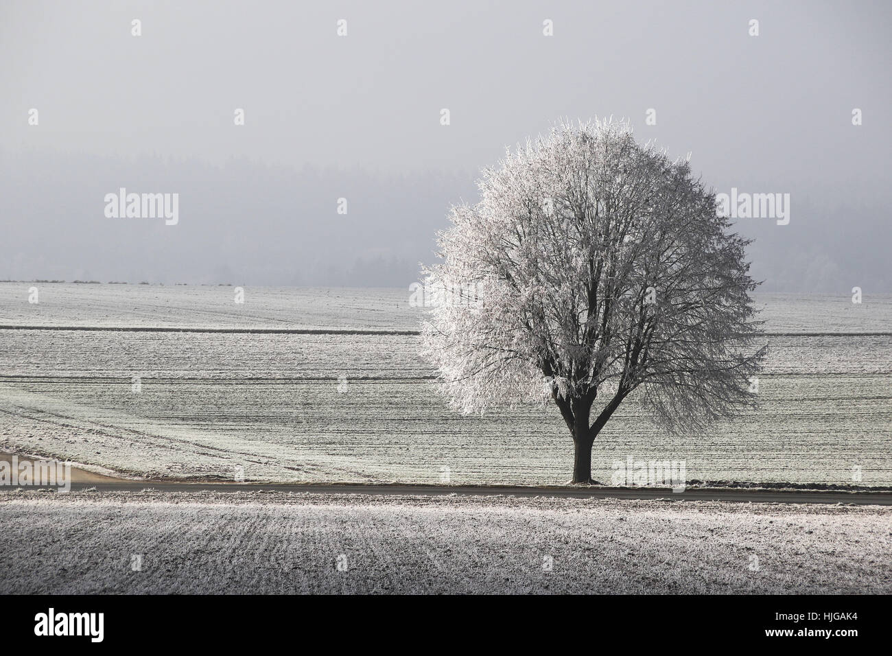 Tree, hoarfrost, road, fields, Upper Swabia, Baden-Württemberg, Germany Stock Photo