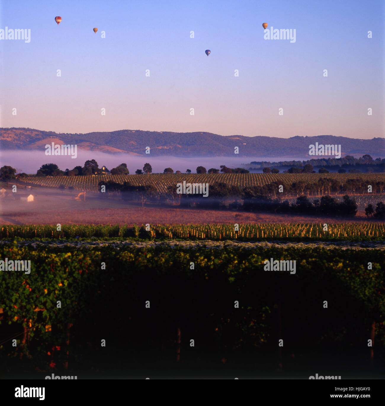 MOOD SCENE OF GRAPEVINES AND HOT-AIR BALLOONS OVER THE YARRA VALLEY, VICTORIA, AUSTRALIA Stock Photo