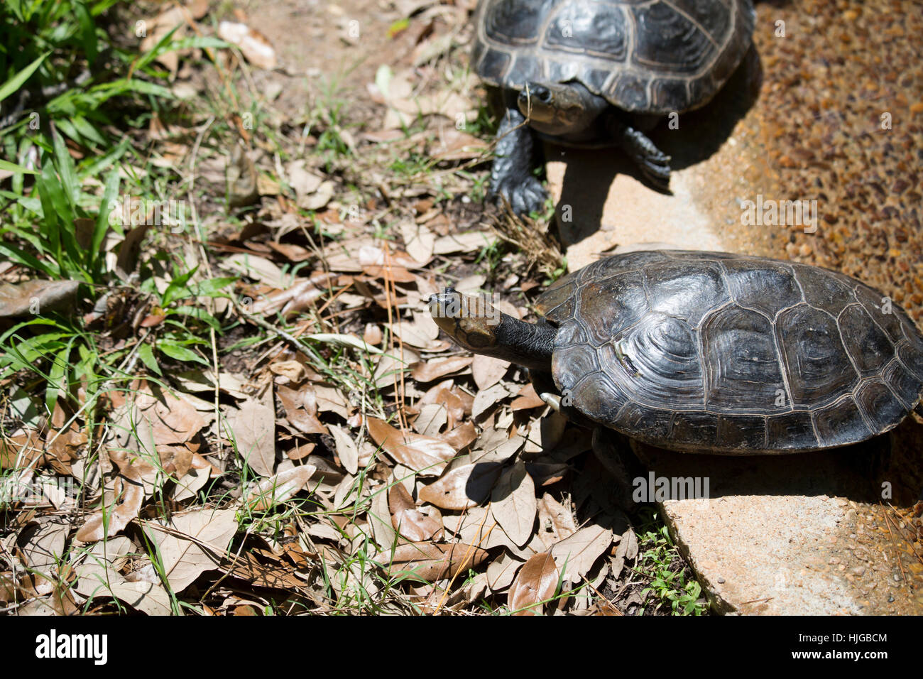Yellow-spotted Amazon turtle (Podocnemis unifilis) climbing out of a ...