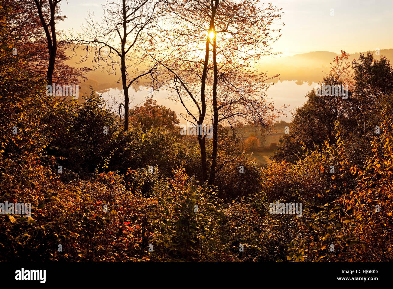 Autumnal forest and lake, Schalkenmehrener Maar at sunrise, Schalkenmehren, Daun, Vulkaneifel, Eifel, Rhineland-Palatinate Stock Photo