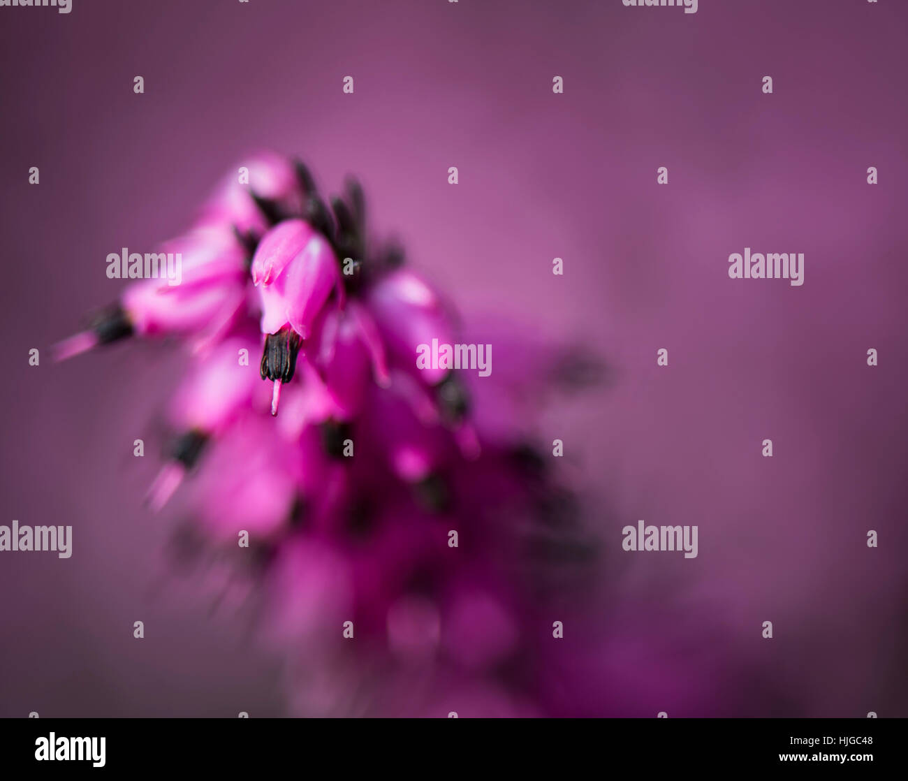 flower, plant, violet, bush, herb, heather, macro, close-up, macro admission, Stock Photo