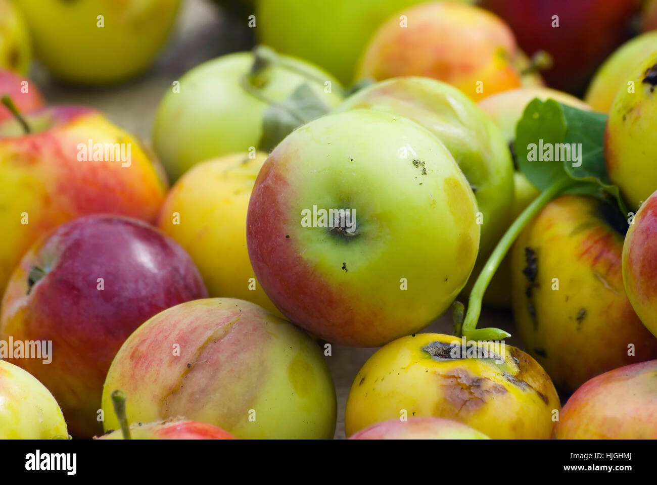 Premium Photo  Fresh, natural, organic, juicy green apples