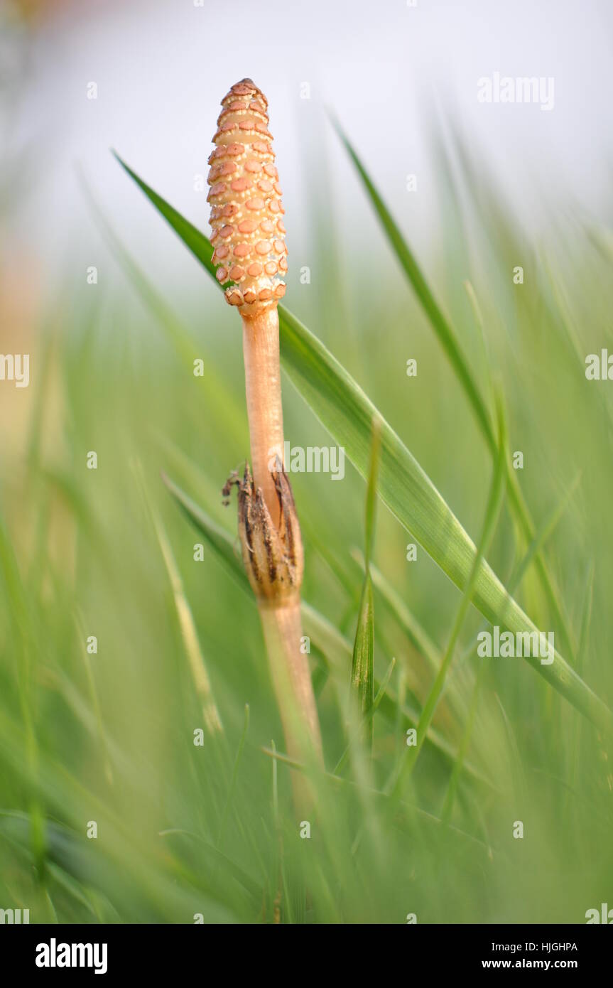 spring, acre, fern, horse tail, meadow, spring, acre, fern, horse tail, meadow, Stock Photo