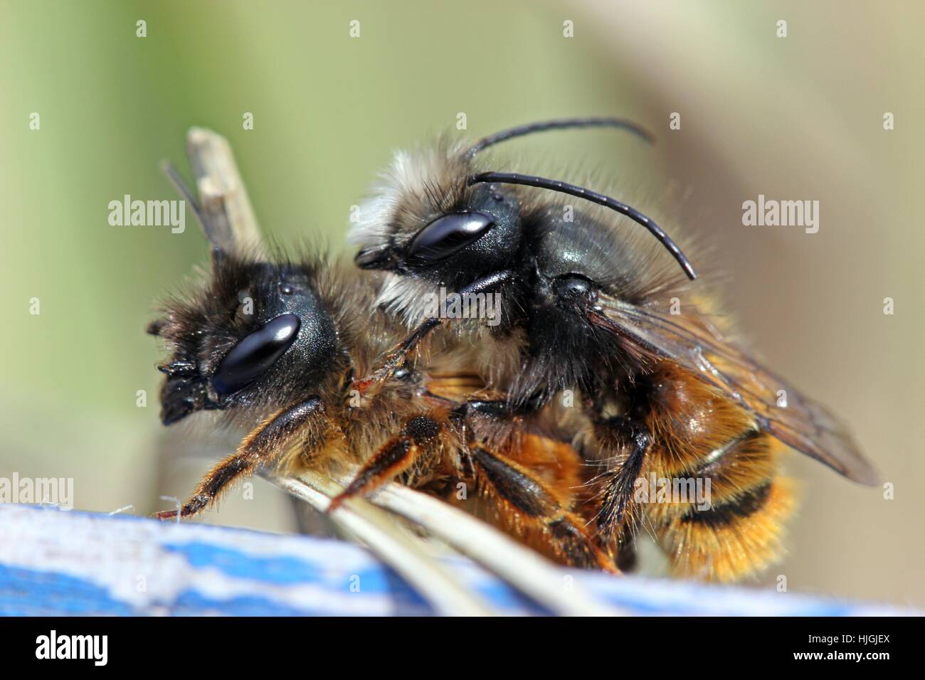 bees, mating, mate, couple, pair, insect, bee, female, male, masculine