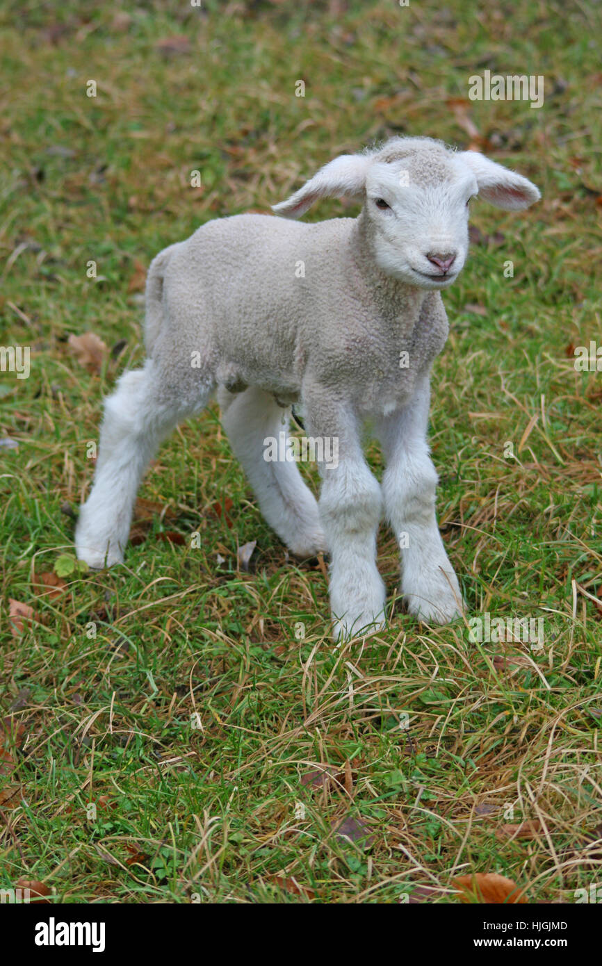Lambkins Lamb Lambkins Lamb