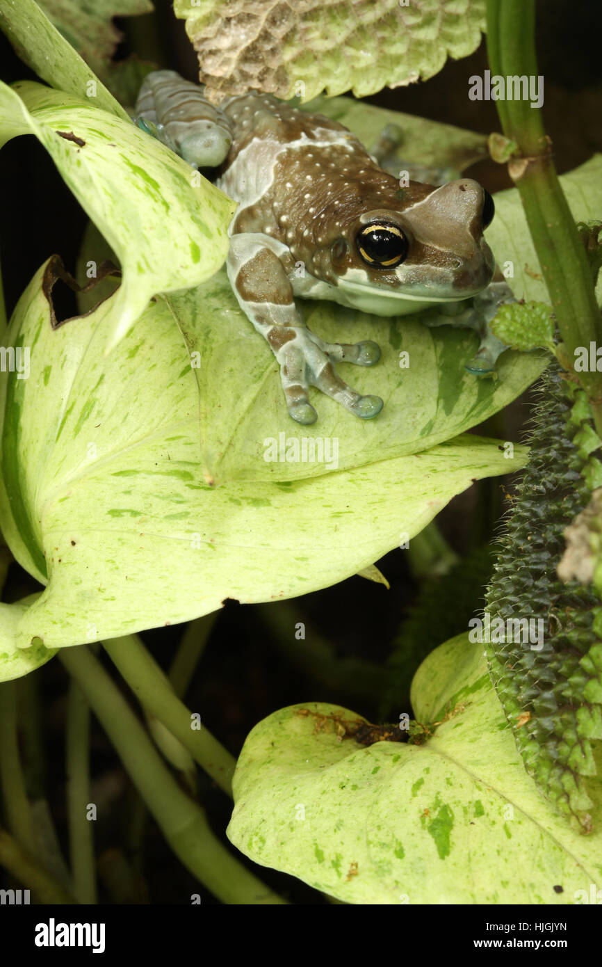 amphibian, frog, greenback, tree frog, amazon, rainforest, rain forest, animal Stock Photo Alamy