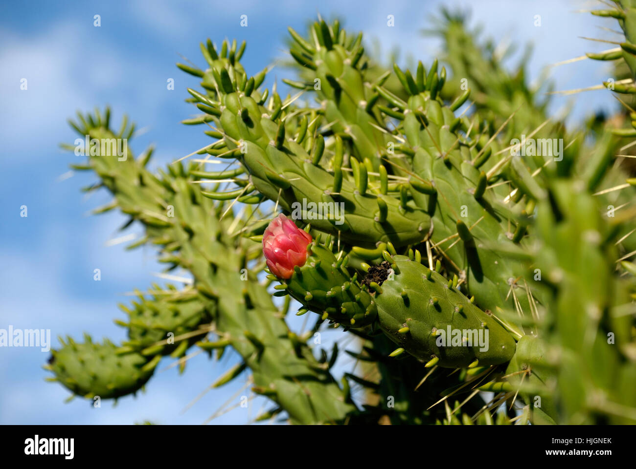 Cactus lagos hi-res stock photography and images - Alamy