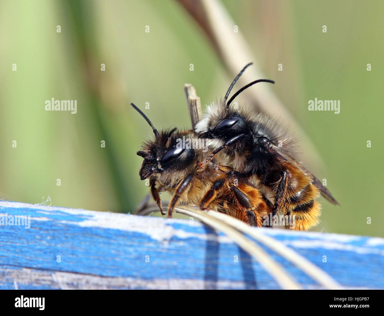 bees, mating, mate, couple, pair, insect, bee, blue, female, wood, male Stock Photo Alamy