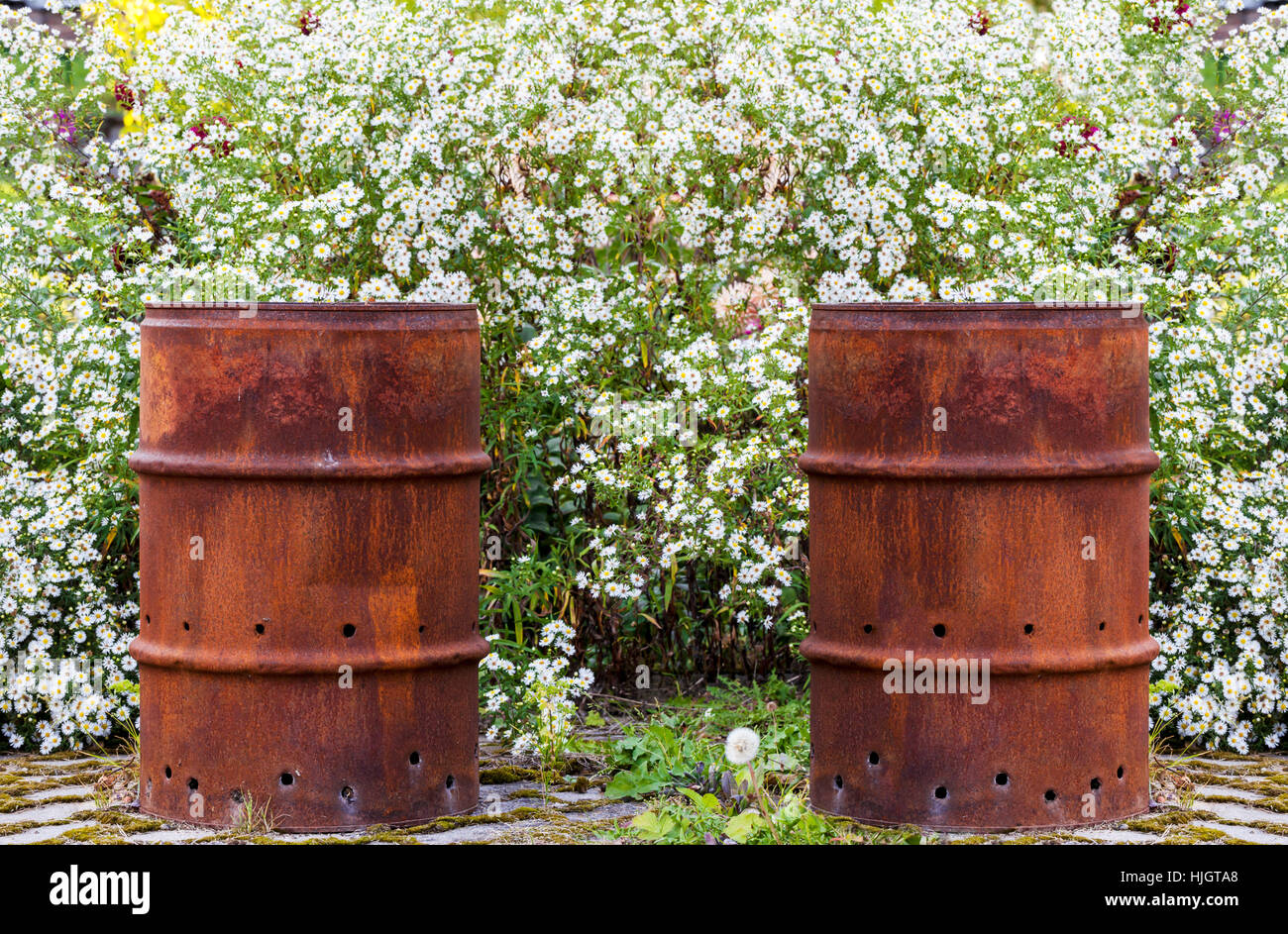 object, flower, flowers, plant, metal, rusty, barrel, nature, flower ...