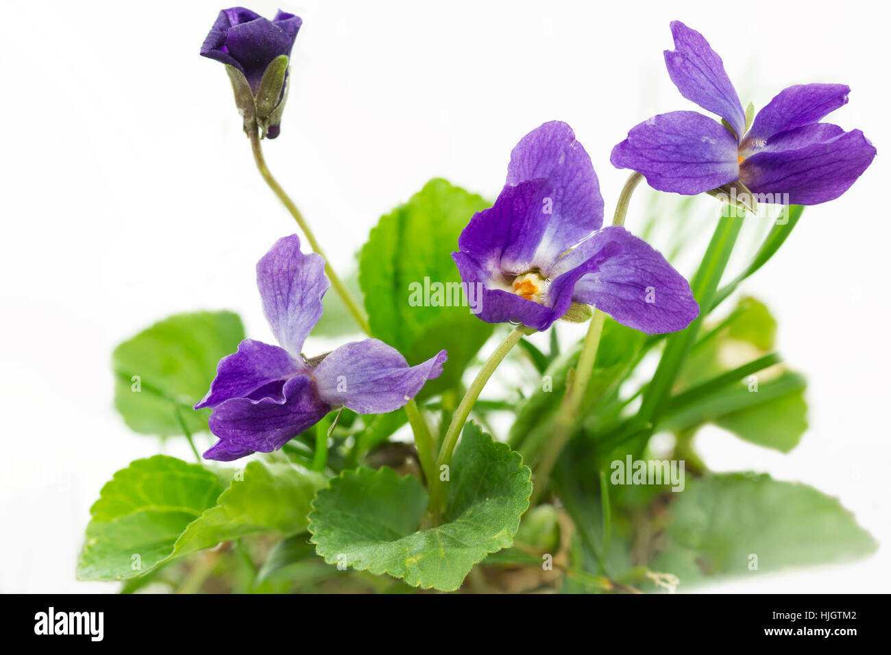 sweet violet (viola odorata),close-up Stock Photo