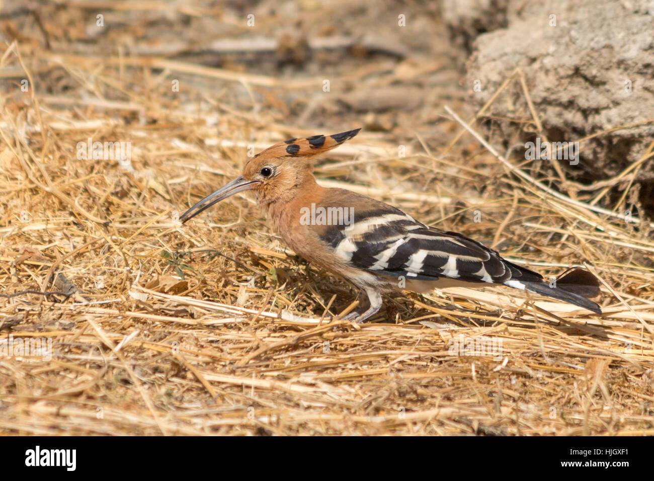 A medium sized Hoopoe, a brown bird with a long, thin tapering bill and wings with black and white stripes. Stock Photo