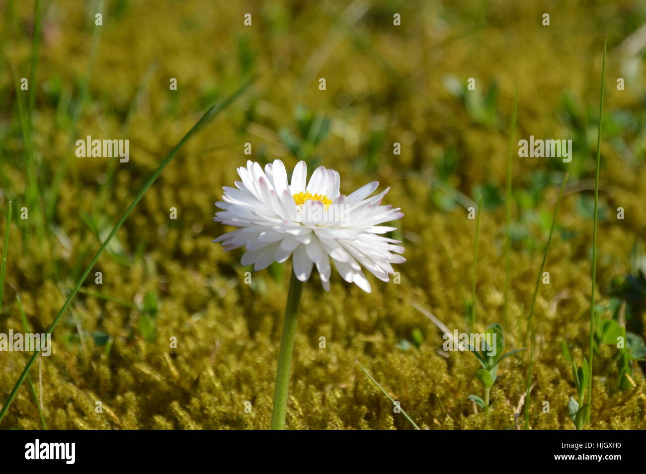 daisy in full bloom Stock Photo