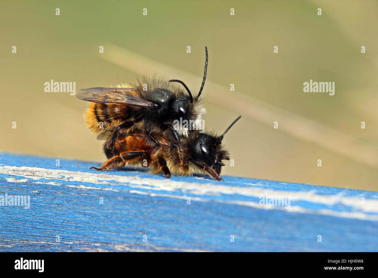 bees, mating, mate, couple, pair, insect, bee, blue, female, male