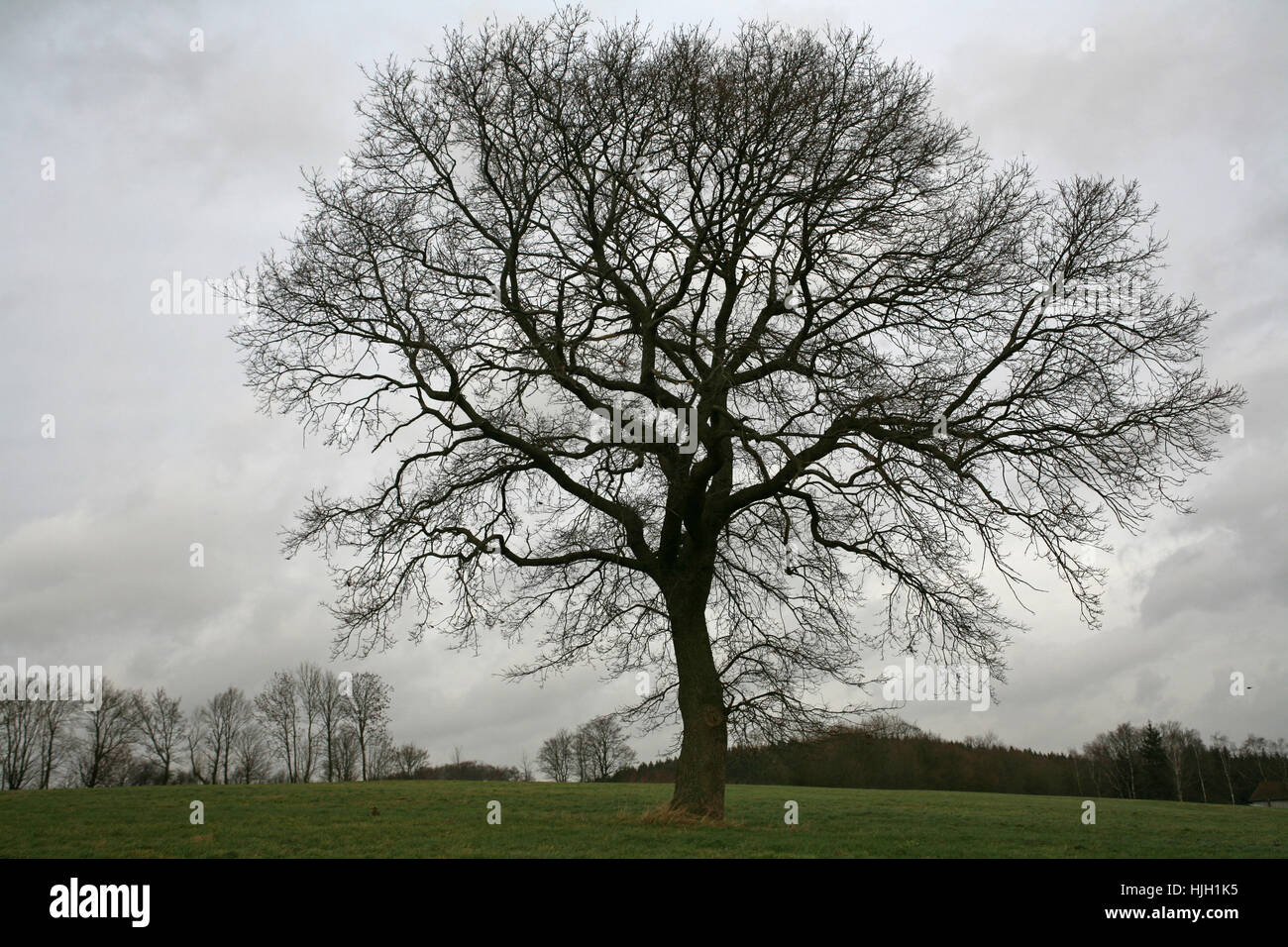 tree, deciduous tree, oak, seasons, season, big, large, enormous, extreme, Stock Photo