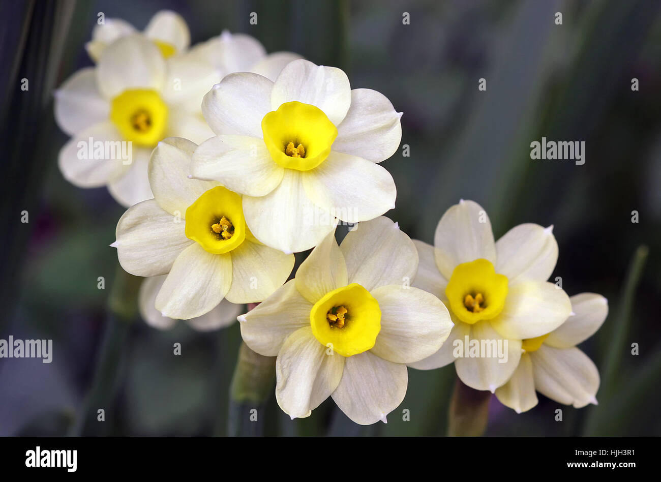 multiflorous daffodil Stock Photo