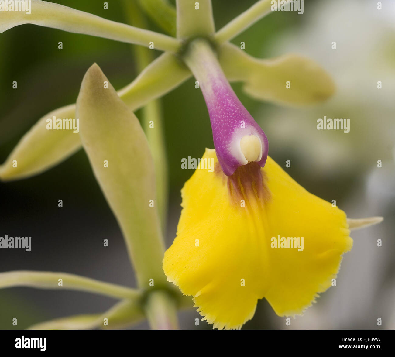 Orchid Epicattleya Rene Marques Hi res Stock Photography And Images Alamy orchid-epicattleya-rene-marques-hi-res-stock-photography-and-images-alamy
