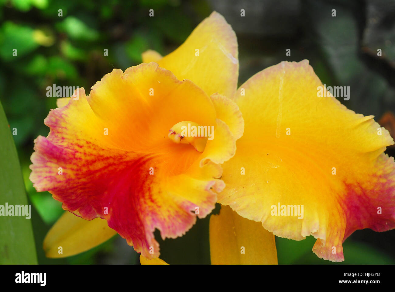 colour, garden, flower, plant, bloom, blossom, flourish, flourishing, flora, Stock Photo