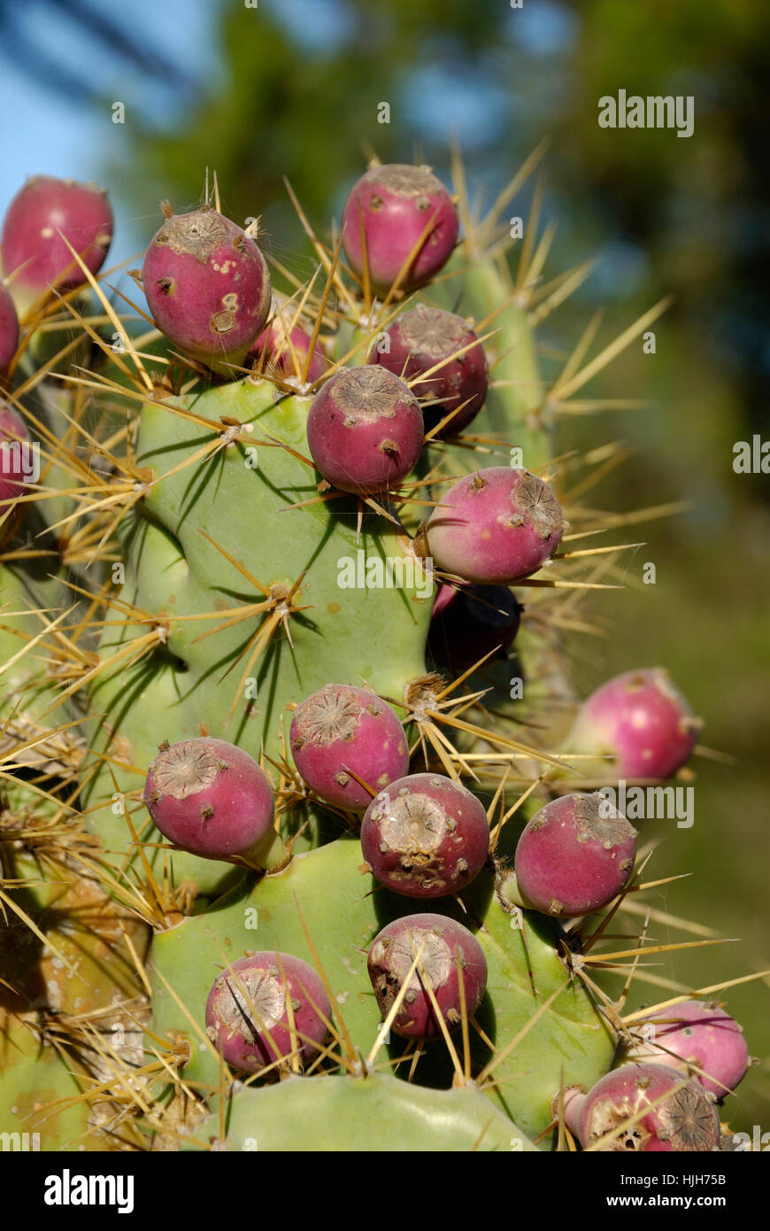 fruits on a opuntia dillenii in lagos Stock Photo