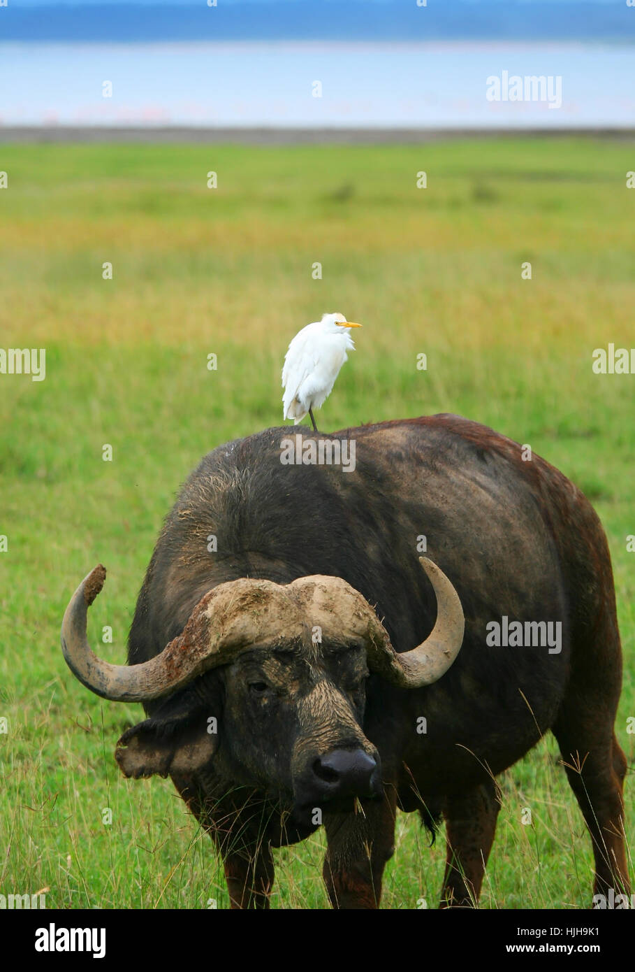 Animal Bird Wild Africa Kenya Bull Bison Buffalo Environment Stock Photo Alamy