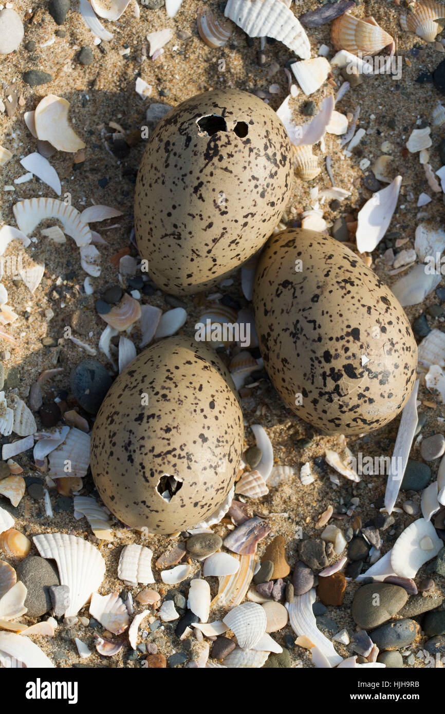 Oystercatcher on nest eggs hires stock photography and images Alamy