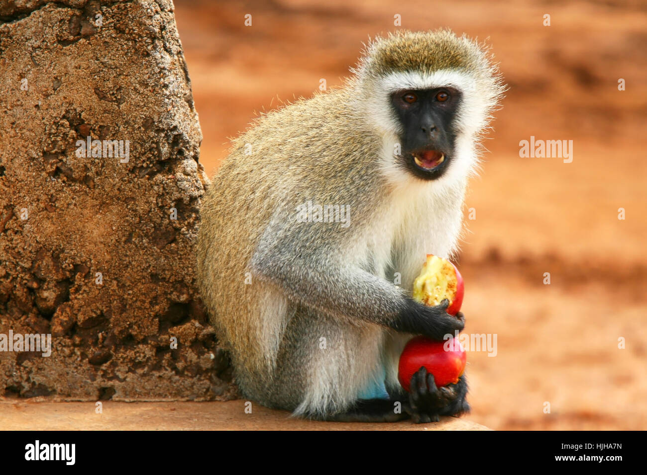 animal, africa, kenya, monkey, wildlife, appetite, reserve, food, aliment, Stock Photo