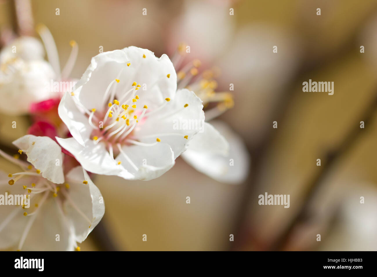 leaf, tree, bloom, blossom, flourish, flourishing, spring, fruit, leaf, tree, Stock Photo