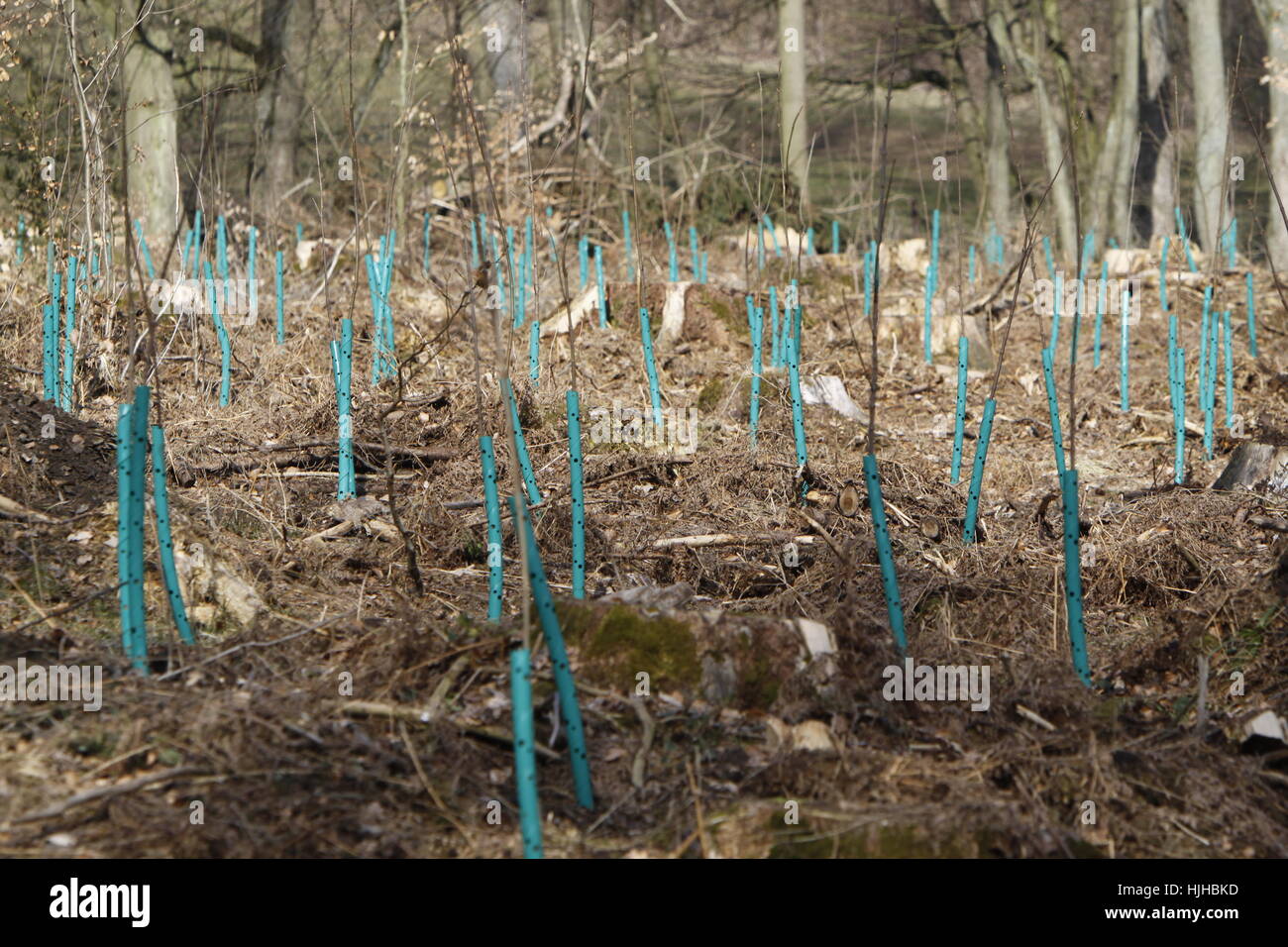 tree, trees, plant, reforestation, plantation, tree, trees, plant